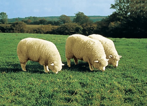 Bettumrandungen - Bettumrandung aus echtem Lammfell in Tierform, in Farbe BRAUN Ansicht 1