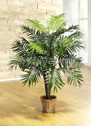 Palme im Topf