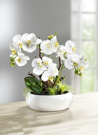 Orchidee im Keramik-Topf