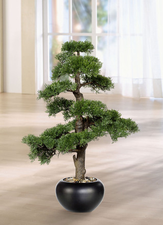 Zeder-Bonsai
