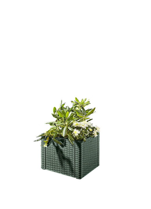 Blumentöpfe & Pflanzgefässe - Pflanzkasten in Rattan-Optik  , in Farbe GRÜN, in Ausführung Pflanzkasten, klein ohne Spalierwand Ansicht 1
