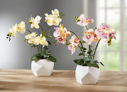 Beleuchtete Orchidee im Topf