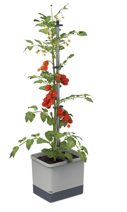 Blumentöpfe & Pflanzgefässe - Gusta Garden Tom Tomato mit Bewässerungssystem, in Farbe GRAU Ansicht 1
