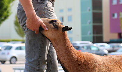 Braunes Schaf, das gekrault wird