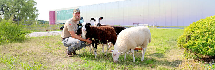Schäfer mit seinen Schafen