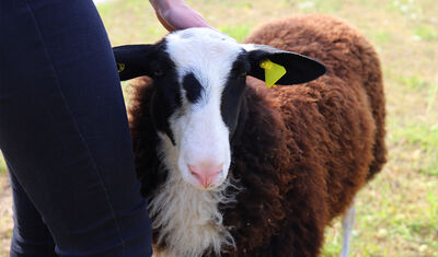 Braunes Schaf mit weißem Gesicht, das gekrault wird