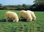 Wohlig weiche Lammfell-Sesselschoner BEIGE