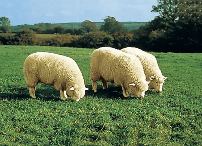Wohlig weiche Lammfell-Sesselschoner BEIGE
