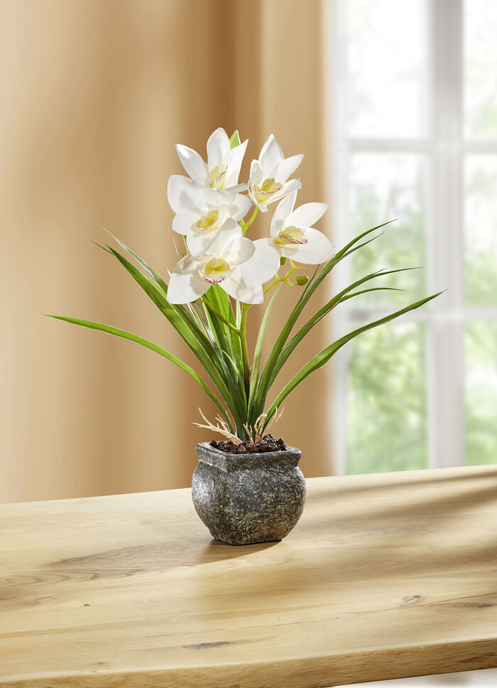 Cymbidium-Orchidee im Zementtopf CREME