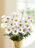 Margeritenzweige, 3er-Set 