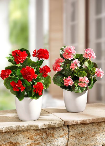 Geranienbusch in weissen Keramiktopf 