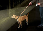 LED-Nachtlicht und Handlampe, 2-in-1 Lampe 