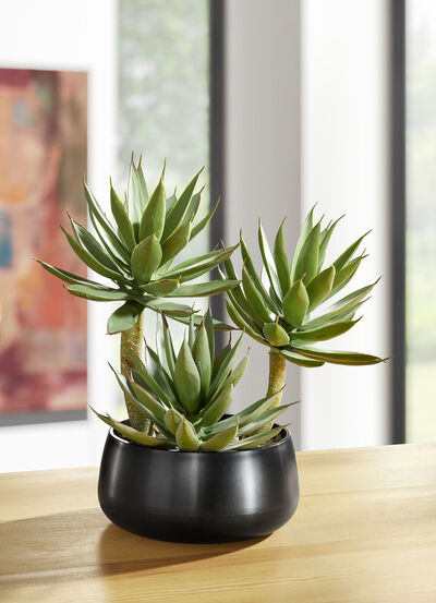 Agave in Kunststofftopf 