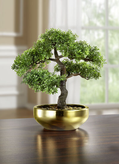 Bonsai in Keramikschale 