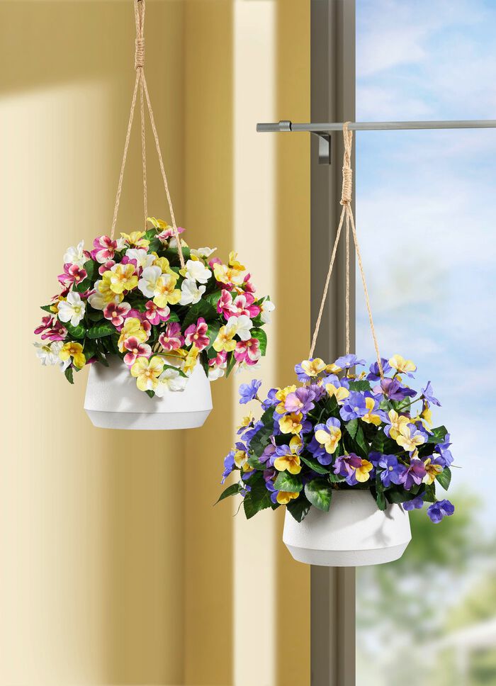 Stiefmütterchen in Hängeampel GELB-VIOLETT