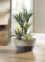 Dracena-Bäumchen mit Keramikschale