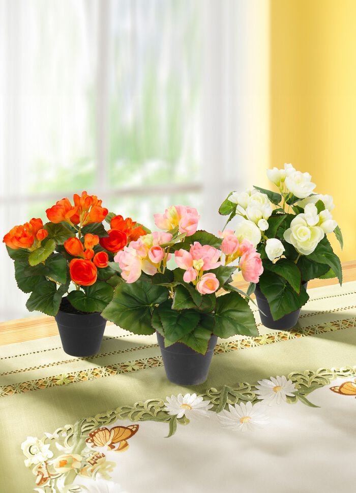 Begonienbusch im Topf, 3er-Set 