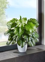 Marantabusch in weissen Keramiktopf 