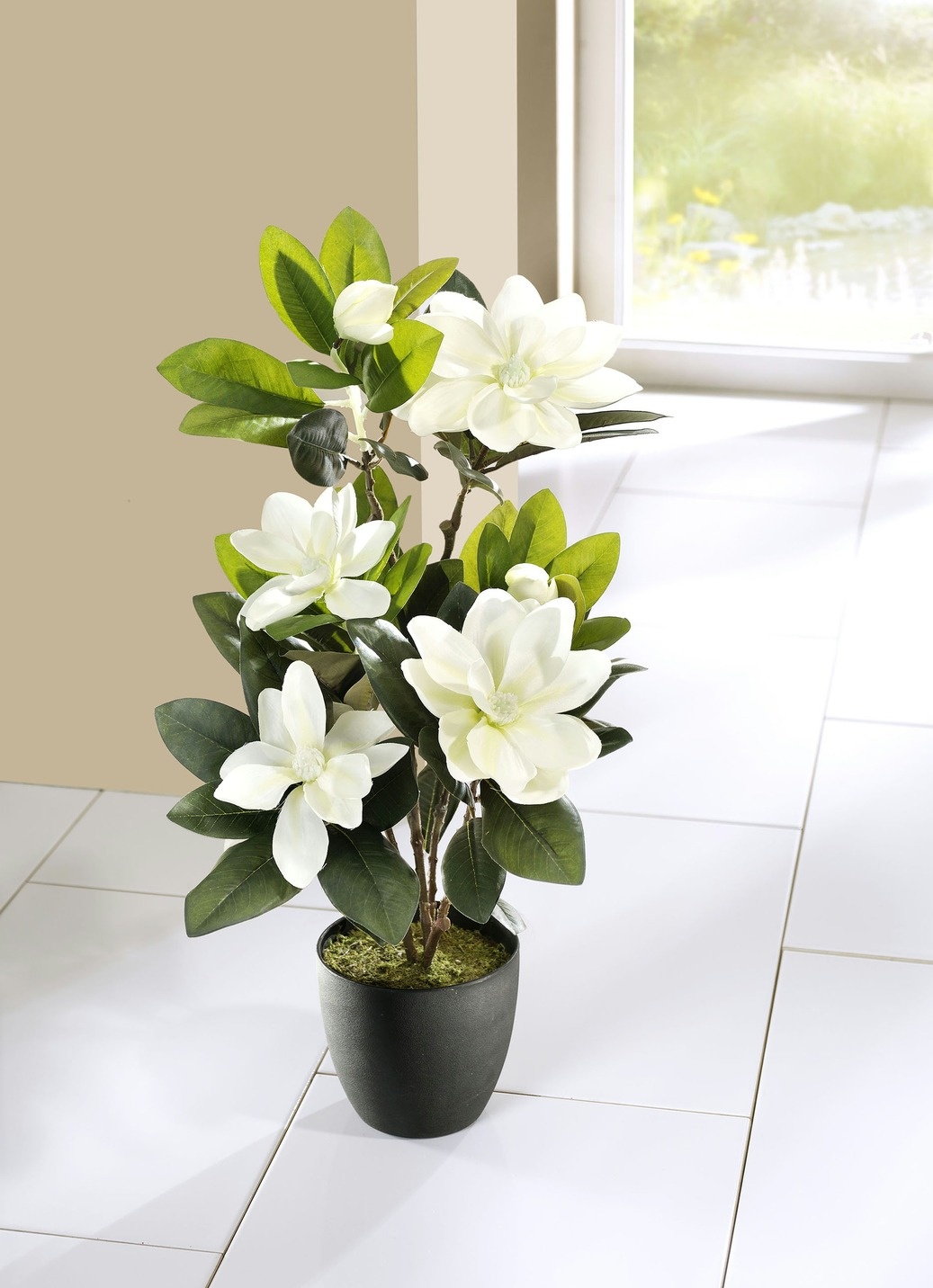 monstera grünpflanze Monstera Thai Constellation XXL main image 1