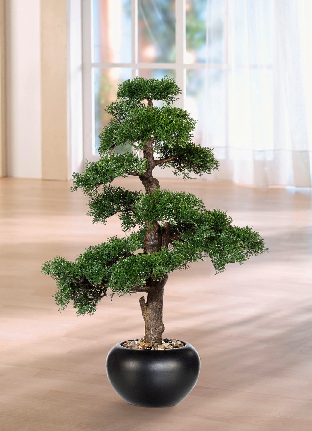 agave scabra Agave asperrima ssp maderensis Grand Duke